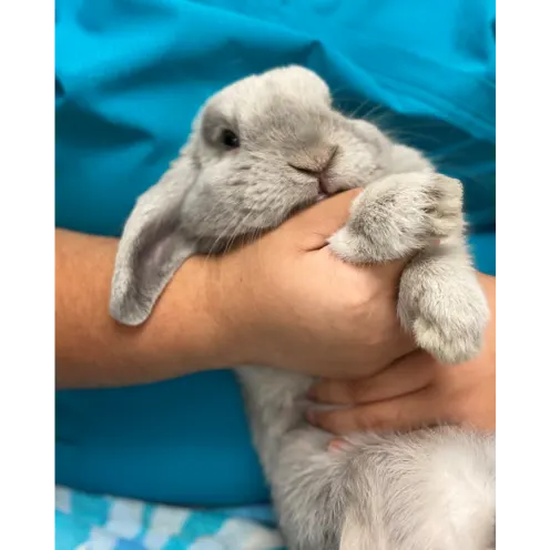 Team Member Holding a Rabbit